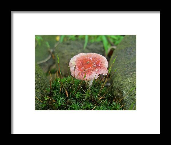 Moss Framed Print featuring the photograph Fruiting Moss and Pink Mushroom by Carol Senske