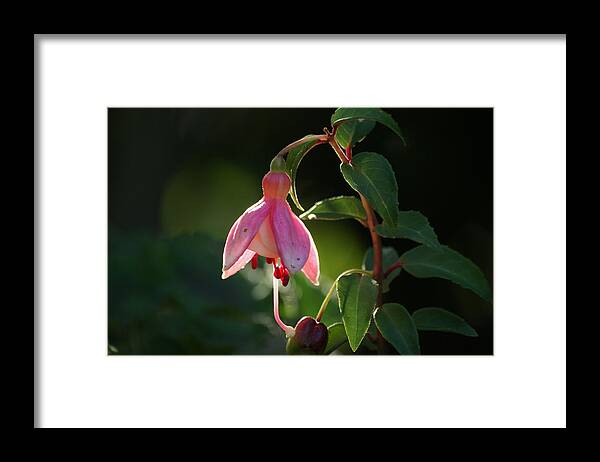 Flower Framed Print featuring the photograph Fuchsia by Jolly Van der Velden