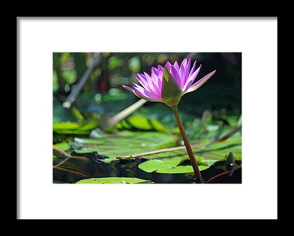 Photograph Framed Print featuring the photograph Fuchsia Water Lily in Watercolor by Suzanne Gaff