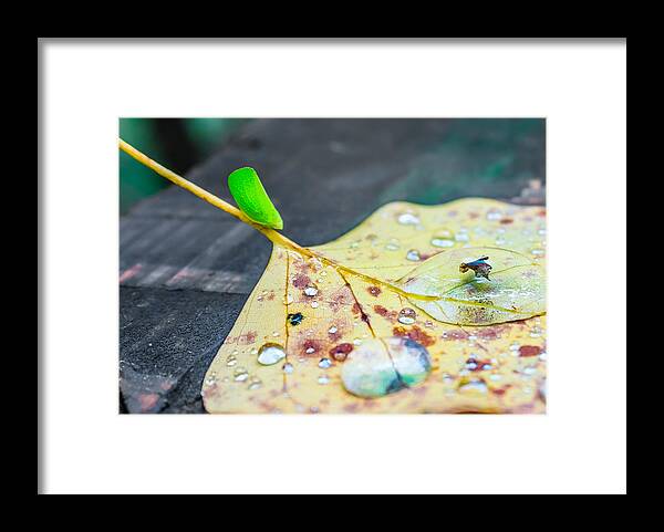 Green Framed Print featuring the photograph Fulgoroidea On A Leaf by Traveler's Pics