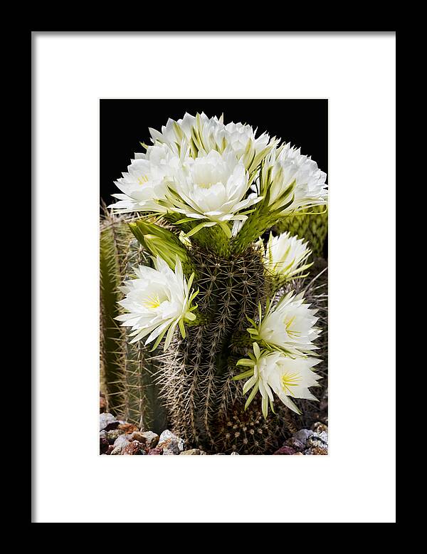 Full Bloom Framed Print featuring the photograph Full Bloom by Kelley King
