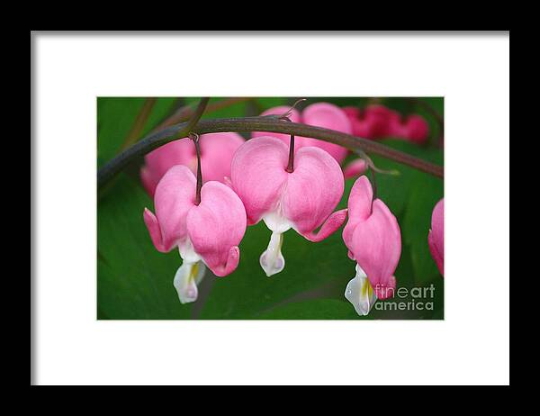 Bleeding Hearts Framed Print featuring the photograph Full Hearts by Veronica Batterson