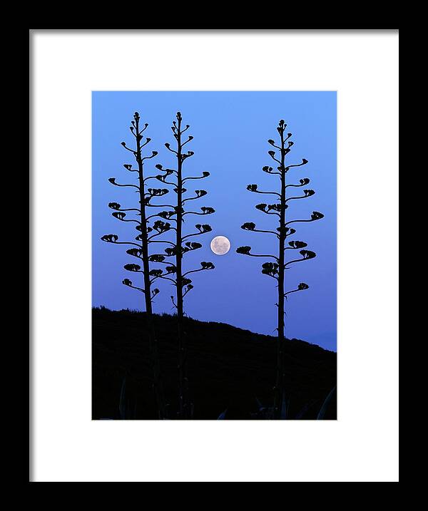Moon Framed Print featuring the photograph Full Moon And Agave Trees by Luis Argerich