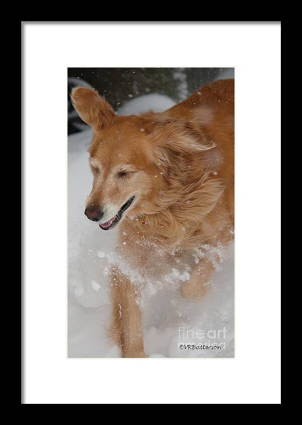 Dogs Framed Print featuring the photograph Fun in the Snow by Veronica Batterson