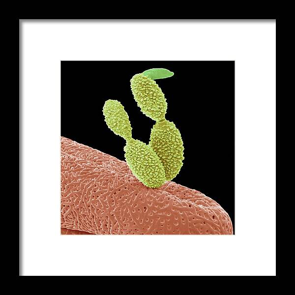 Biological Framed Print featuring the photograph Fungal Spore Germination by Steve Gschmeissner