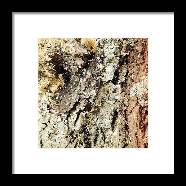 Tree Framed Print featuring the photograph Fungus Bark Vintage by Laurie Tsemak