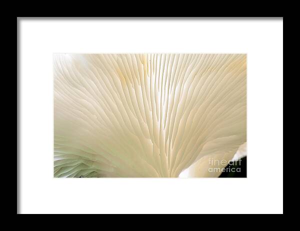 Ridgeway Framed Print featuring the photograph Fungus by Steven Ralser