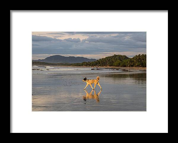 Tamarindo Framed Print featuring the photograph Furry Friend by Bailey Barry