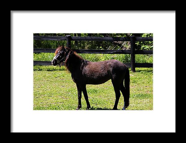 Horse Framed Print featuring the photograph Furry Pony by Janice Byer