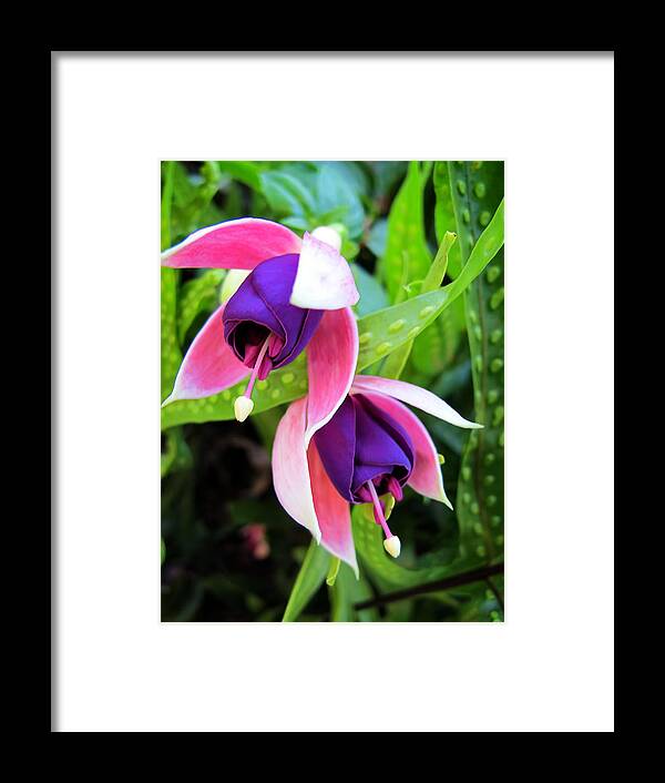 Purple Framed Print featuring the photograph Fuschia 4 by Dawn Eshelman