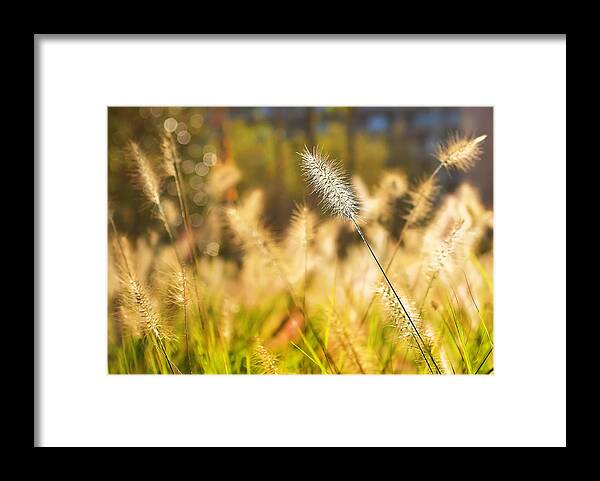 Grass Framed Print featuring the photograph Fuzzy September by SCB Captures