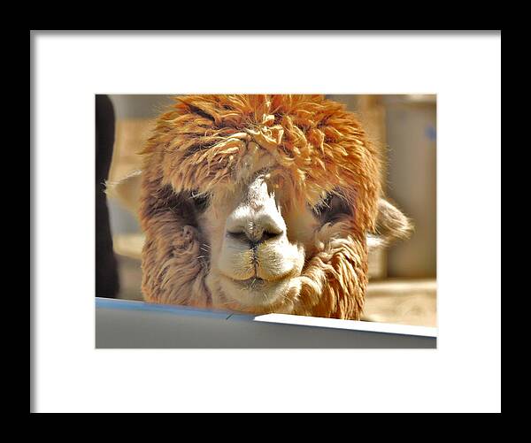 Huacaya Alpaca Framed Print featuring the photograph Fuzzy Wuzzy Alpaca by Helen Carson