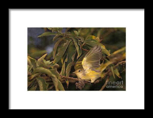 Galapagos Flycatcher Framed Print featuring the photograph Galapagos Flycatcher by Ron Sanford