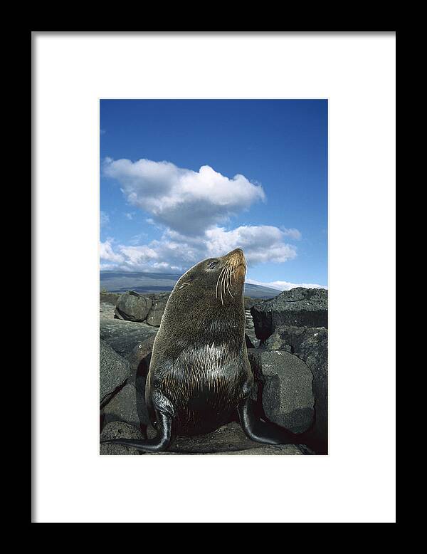 Feb0514 Framed Print featuring the photograph Galapagos Fur Seal Bull Fernandina by Tui De Roy