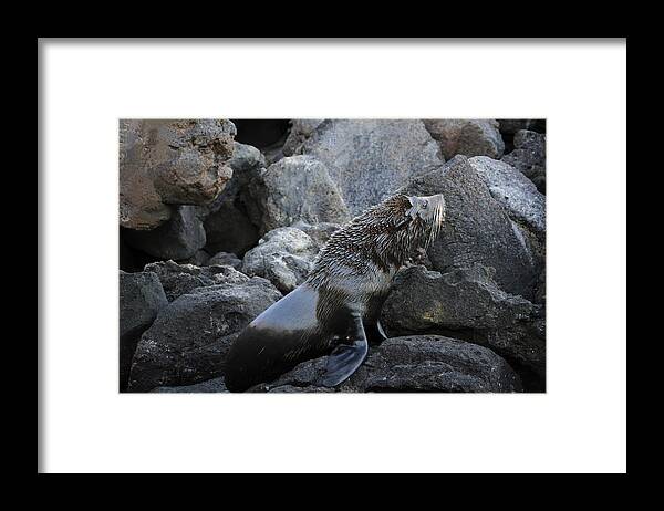  Galapagos Framed Print featuring the photograph Galapagos Fur Seal by Gary Hall