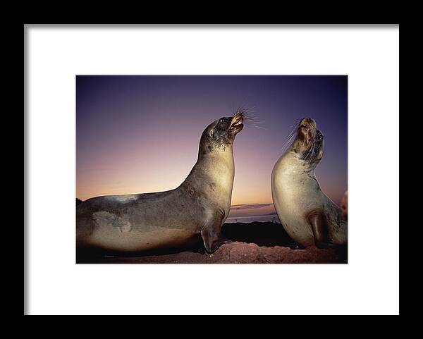 Feb0514 Framed Print featuring the photograph Galapagos Sea Lion Bulls Sparring by Tui De Roy