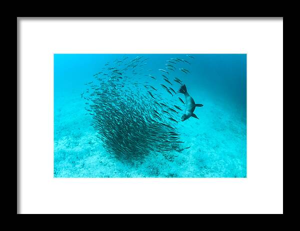 Tui De Roy Framed Print featuring the photograph Galapagos Sea Lion Hunting Fish Rabida by Tui De Roy