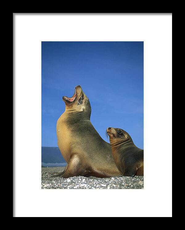 Feb0514 Framed Print featuring the photograph Galapagos Sea Lion With Yearling by Tui De Roy