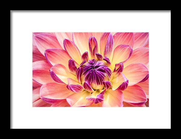 Flower Framed Print featuring the photograph Garden Dahlia by Don Johnson