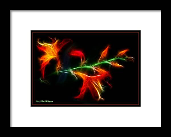 Lily Framed Print featuring the photograph Garden Firecracker by Lucy VanSwearingen