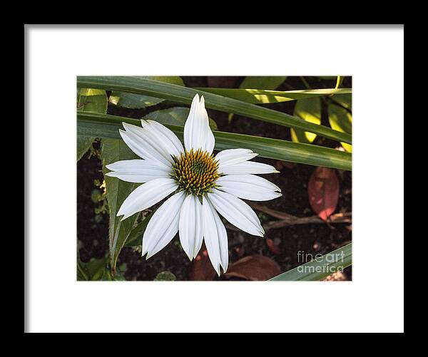 Daisy Framed Print featuring the photograph Garden Flower by Arlene Carmel