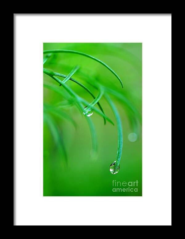 Dew Drops Framed Print featuring the photograph Garden Gifts by Michael Eingle