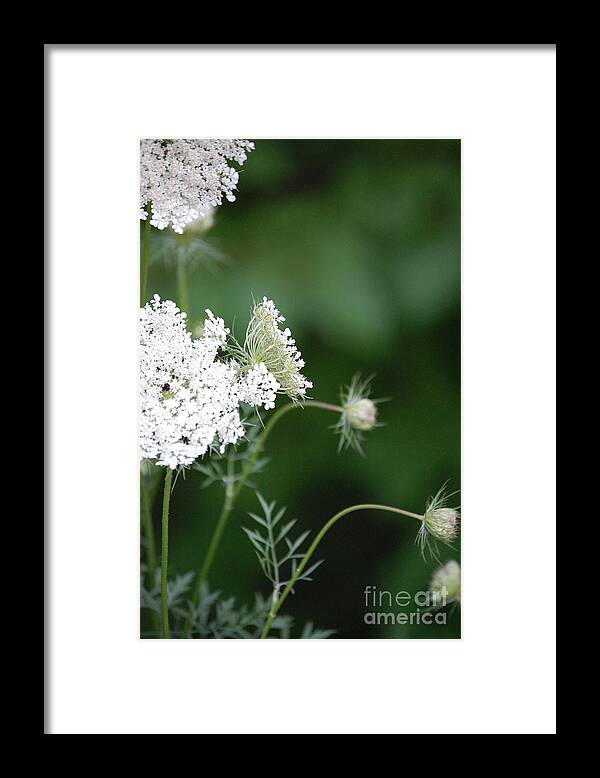 First Star Art Framed Print featuring the photograph Garden Lace Group by jammer by First Star Art