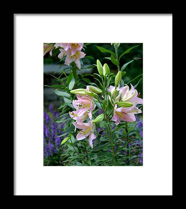 Garden Pink Lilies Framed Print featuring the photograph Garden Pink Lilies by Maria Urso