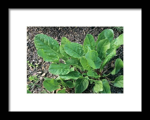 Garden Sorrel Framed Print featuring the photograph Garden Sorrel Leaves (rumex Acetosa) by Sally Mccrae Kuyper/science Photo Library