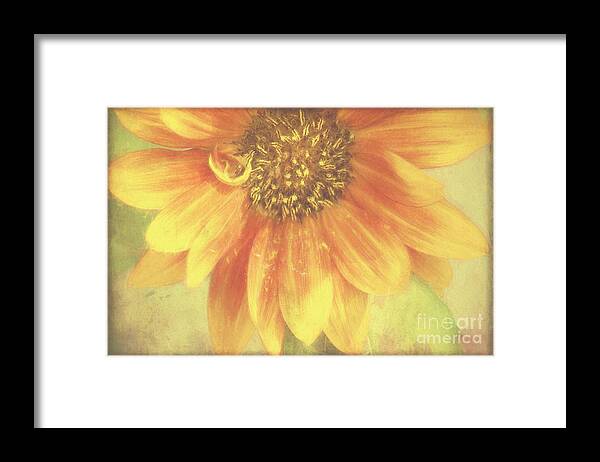 Flower Framed Print featuring the photograph Garden Sunshine by Peggy Hughes