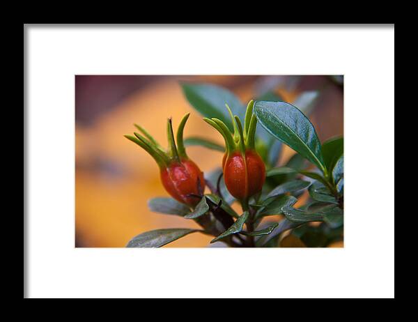 Botanical Framed Print featuring the photograph Gardenia hips by Frank Tozier