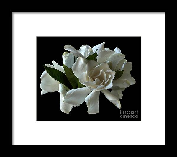 Gardenia Framed Print featuring the photograph Gardonnia by Kathi Shotwell
