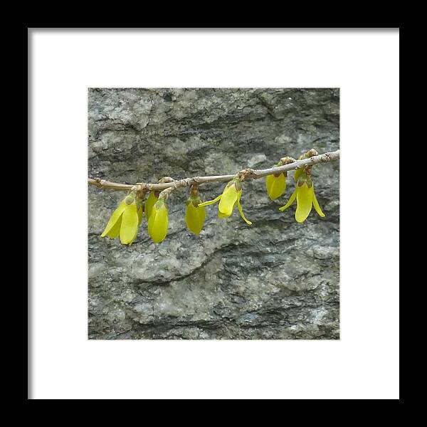 Decoration Framed Print featuring the photograph Garland by Catherine Arcolio