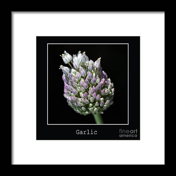 Bloom Framed Print featuring the photograph Garlic Bud About To Bloom by Joy Watson