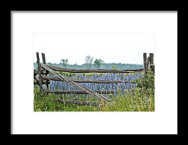 Wild Flowers Framed Print featuring the photograph Gate to Blue by Cheryl Baxter