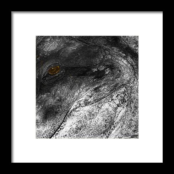 Florida Gator Framed Print featuring the photograph Gator Jaw by Joseph G Holland