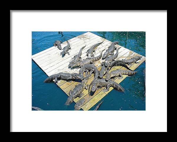Clearwater Framed Print featuring the photograph Gator Platform by David Nicholls