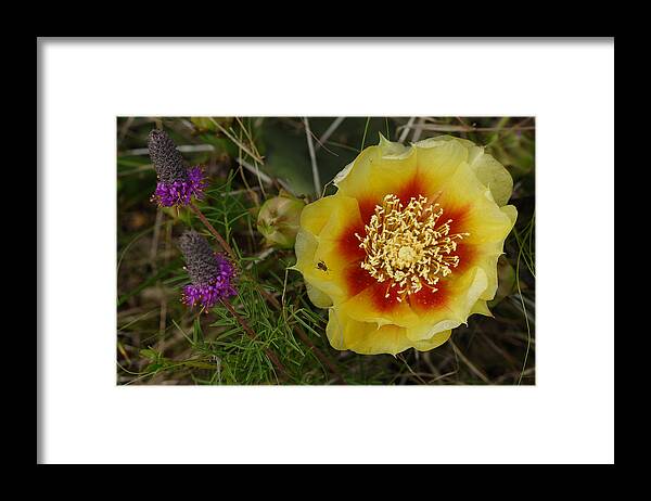 Gattinger's Prairie Clover And Prickly Pear Flower Framed Print featuring the photograph Gattinger's Prairie Clover And Prickly Pear Flower by Daniel Reed