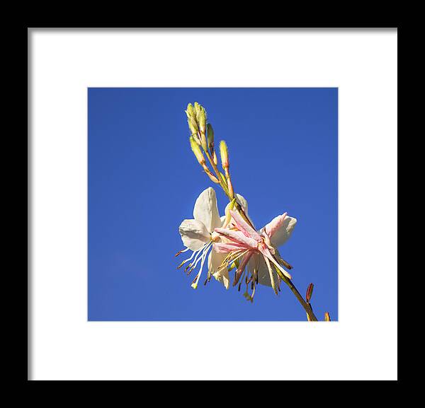 Gaura Framed Print featuring the photograph Gaura Spring Flower by Sheryl Caston
