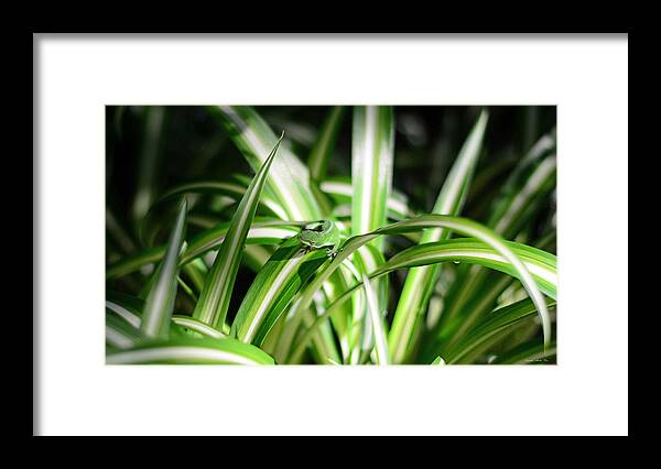 Gecko Framed Print featuring the photograph Gecko Camouflaged on Spider Plant by Connie Fox