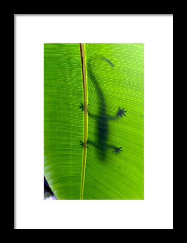 Hawaii Framed Print featuring the photograph Gecko silhouette by Dan McManus