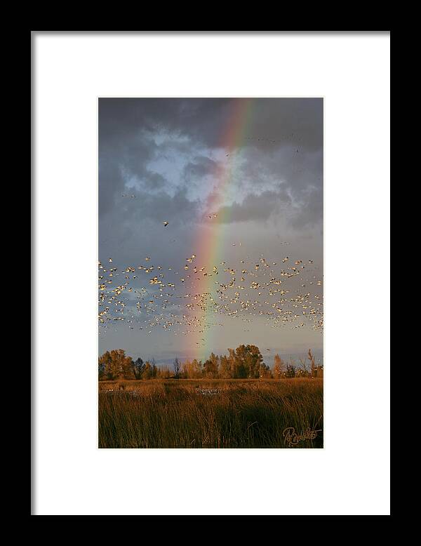 Geese Framed Print featuring the photograph Geese and Rainbow by Ann Ranlett
