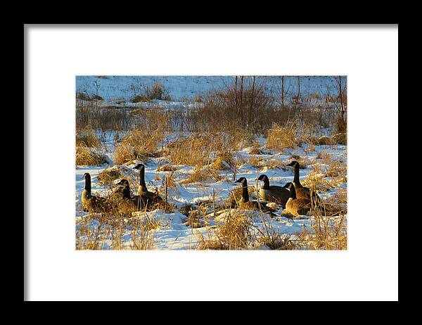 Canadian Geese Framed Print featuring the photograph Geese enjoying the snow by Jeanette Oberholtzer