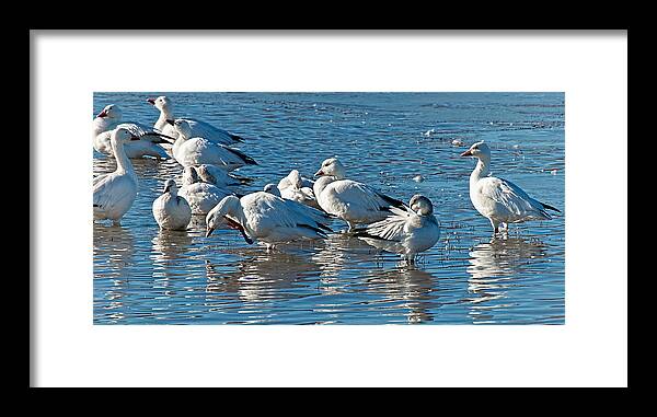 Geese Framed Print featuring the photograph Geese Gathering by Britt Runyon