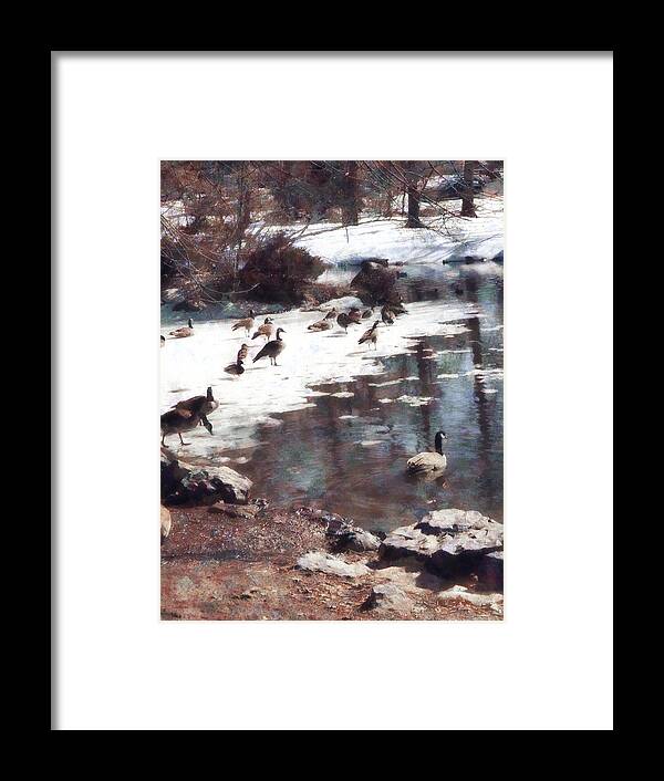 Goose Framed Print featuring the photograph Geese on an Icy Pond by Susan Savad