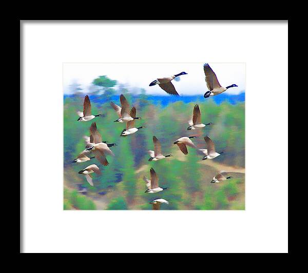 Canada Goose Framed Print featuring the photograph Geese Rising by Allan Van Gasbeck