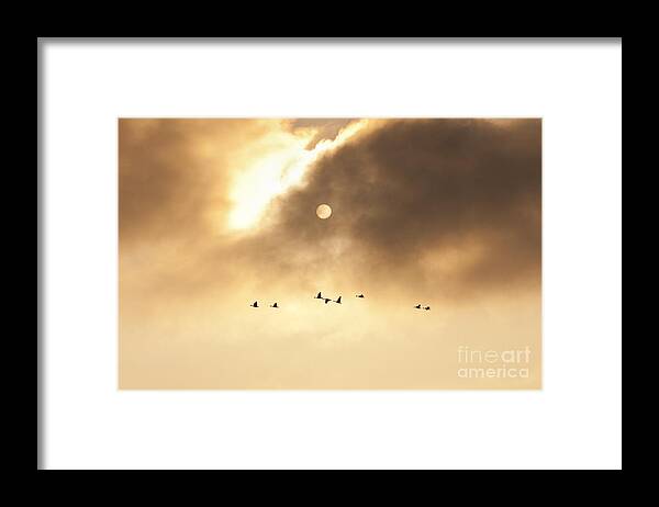Pacific Northwest Framed Print featuring the photograph Geese Silhouetted by Jim Corwin