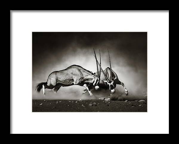 Gemsbok Framed Print featuring the photograph Gemsbok fight by Johan Swanepoel
