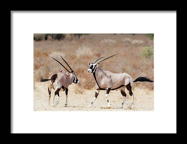 Gemsbok Framed Print featuring the photograph Gemsbok Male And Female by Peter Chadwick