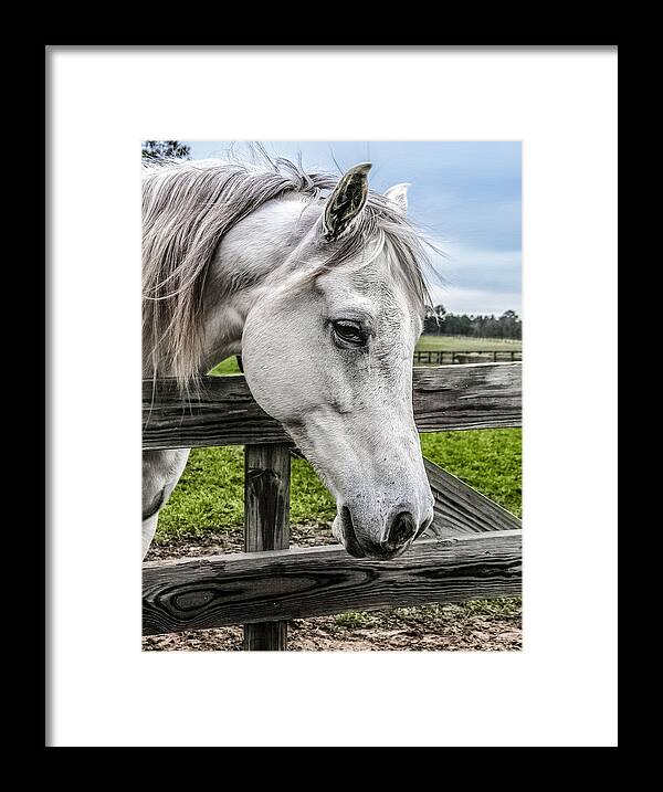 Gentle Beauty Framed Print featuring the photograph Gentle Beauty by CarolLMiller Photography